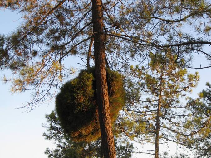 13717267_1743937012528972_3347925675200317759_o