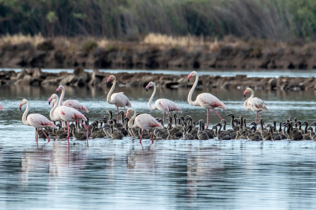 Flamingos Monte Gordo